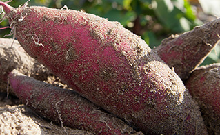 商品の品質と味