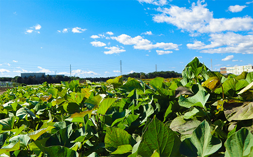 荻野農園について